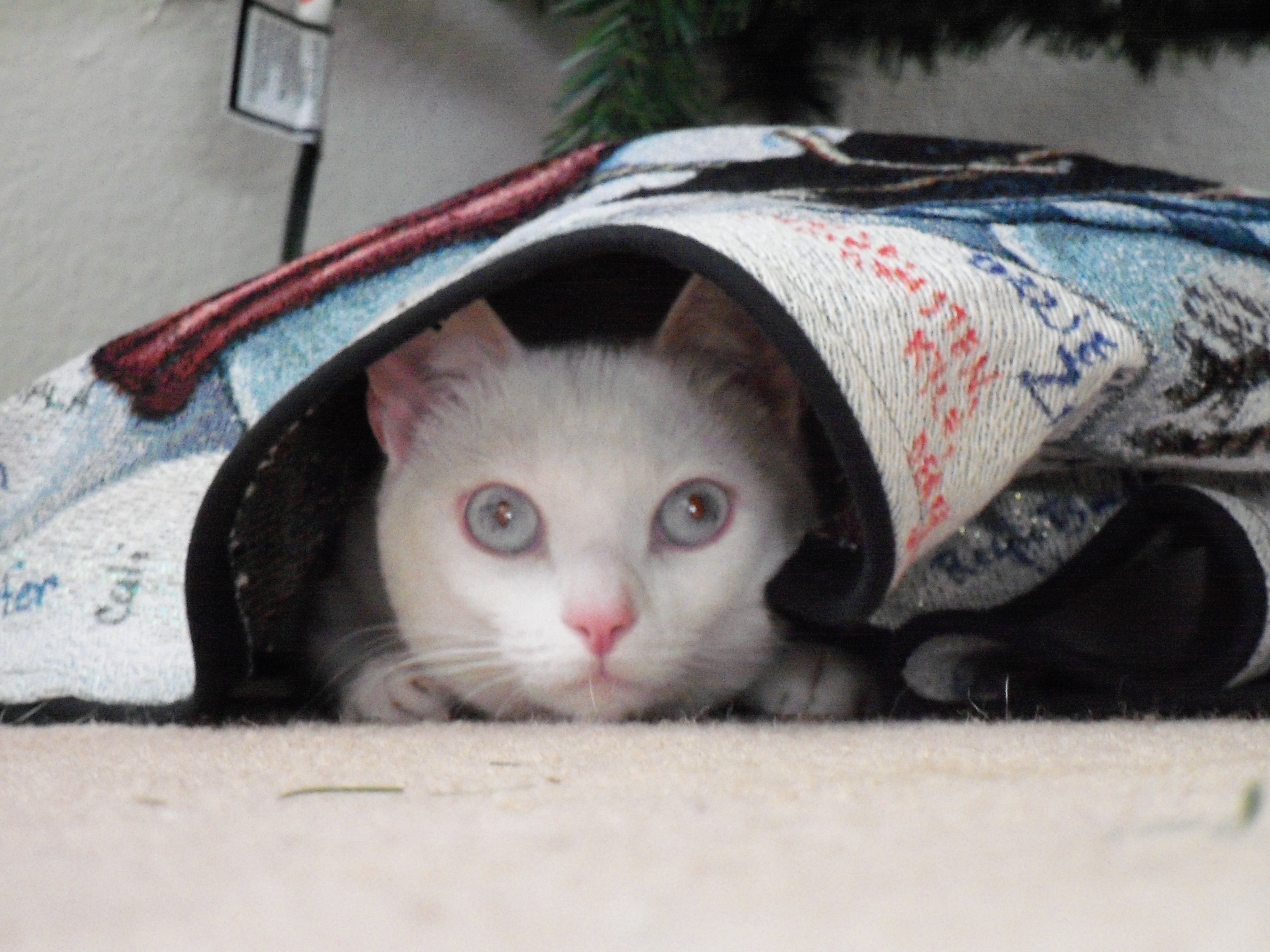 My cat Marilyn Monroe hiding under Christmas Tree skirt